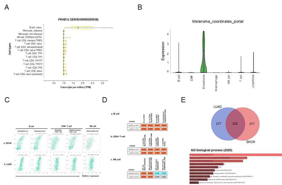 종양침투 면역세포에서 PKHD1L1의 발현과 연관 유전자 분석결과 A. 면역세포 별 PKHD1L1 발현 분석 B. 피부 흑색종 조직에서 단일세포시퀀싱 결과를 이용한 PKHD1L1의 발현 분포 분석. C. TISIDB와 D. TIMER를 통한 발현과 면역세포침윤의 상관관계 분석 E. 발현이 연동되는 유전자군의 ontology 분석을 통한 관련 pathway 규명