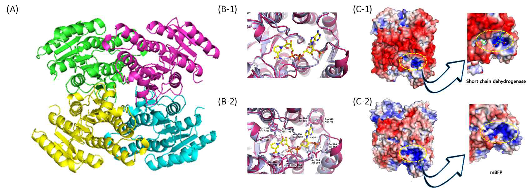 mBFP 결정구조 분석. mBFP는 사량체를 이루며 일반적인 short chain dehydrogenase 구조적 구조을 갖음 (A) mBFP 구조 (B-1, C-1) B. cenocepacia 유래 short chain dehydrogenase (PDB ID 5U2W)의 조효소 결합부위, (B-2, C-2) mBFP의 조효소 결합 부위