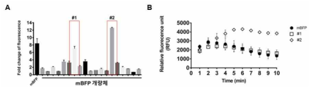 mBFP와 개량체간의 NADPH 의존적 형광세기 비교 분석. 야생형 mBFP의 특정 아미노산 위치를 치환하여 NADPH 형광 증진 효과가 향상된 개량체 발굴 (A) 동일 농도의 NADPH에 대한 개량체의 형광 증진능 비교 (B) 반응 시간별 형광 유지 능력 비교