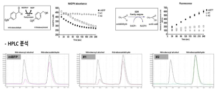 고유의 mBFP 효소 활성 감소 유도 연구