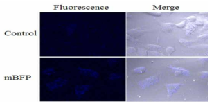 동물세포 내 mBFP 활성관찰