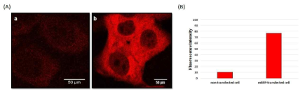 이광자 현미경을 이용한 동물 세포 내 mBFP 활성 관찰. 시료에 지속적으로 레이저를 가할 경우 발생되는 photobleaching 영향을 회피하기 위해 이광자 현미경을 이용한 관찰을 실시함. (A) a. negative control b. mBFP가 형잘전환된 동물세포, (B) 상대적인 형광세기값