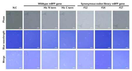 mBFP 발현이 유도된 효모의 형광현미경 관찰