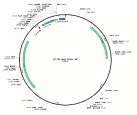 Ramp­DewA(-SS) 재조합 발현 벡터