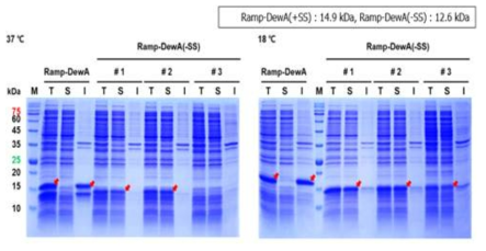 RampDewA(-SS)의 가용성 발현 확인. Class I 하이드로포빈인 신호 서열을 제거한 class I 하이드로포빈 DewA의 Ramp tag 융합에 의해 RampDewA(-SS)의 가용성 발현되는 것을 확인함. 좌측은 37℃에서 발현 유도한 세포내 하이드로포빈의 발현을 SDS-PAGE 분석 결과를 나타내고, 우측은 18℃에서 배양한 세포를 대상으로 한 SDS-PAGE 분석 결과를 나타냄