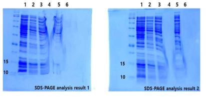 Triton X-114를 이용하는 ATPS 정제 방법에 의해 정제된 RampDewA(-SS)의 SDS-PAGE 분석 결과. 레인 1은 total fraction, 레인 2는 soluble fraction, 레인 3 및 레인 4는 각각 soluble fraction에 Triton X-114를 혼합하고 상 분리 후의 상층부(3)와 하층부(4), 레인 5는 상층부(3)에 이소부탄올을 혼합하고 상 분리 후의 하층부(5), 레인 6은 하층부(4)에 이소부탄올을 혼합하고 상 분리 후의 하층부(6)를 나타냄