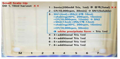 Small scale-up한 RampDewA(- SS) 정제 샘플의 SDS-PAGE 분석(샘플 전개 후). M은 마커, 1은 total fraction, 2는 soluble fraction(SN1), 3은 SN1+IPA(2.5배) 혼합→ shaking→원심분리하여 상등액 SN2 얻음→SN2+IPA(1.0배) 혼합→shaking→원심분리의 과정을 통해 얻은 백색 침전을 Tris로 재현탁, 4~7은 순차적으로 Tris 1 ml를 추가로 첨가하면서 희석한 샘플임