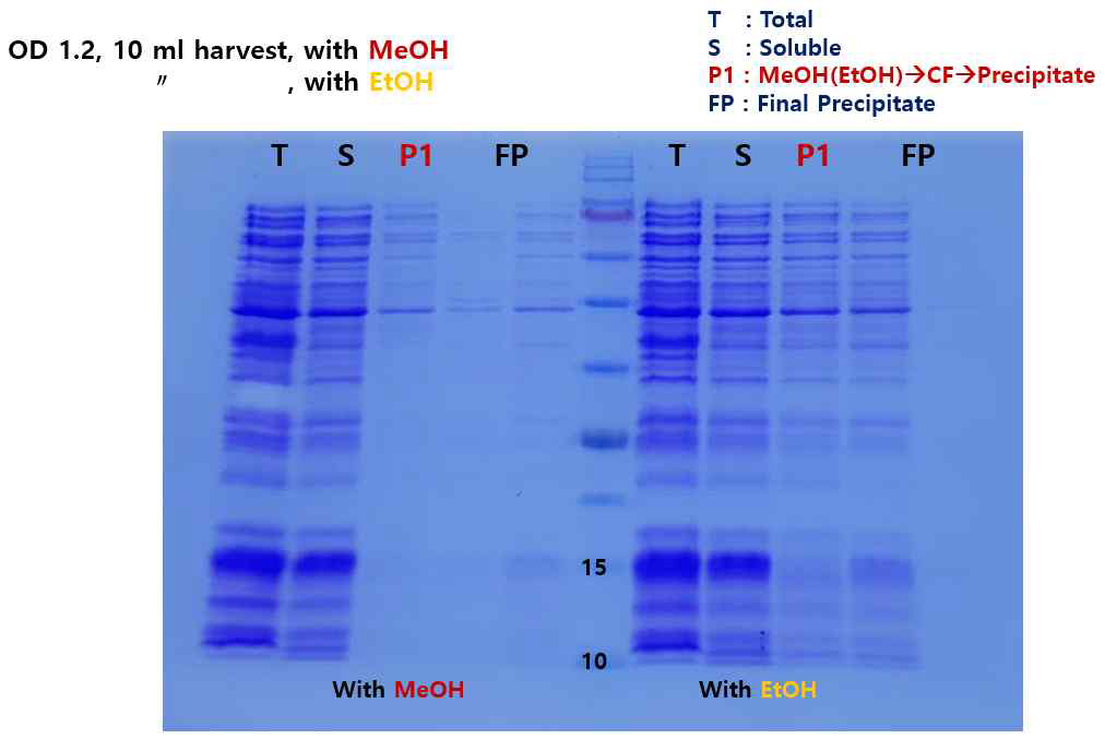 메탄올(MeOH)과 에탄올(EtOH)의 대체 가능성 확인. 최종 침전(FP) 샘플의 SDS-PAGE 분석 결과, 메탄올 및 에탄올을 이용하는 ATPS 정제는 효율이 떨어지는 것으로 확인되어, ATPS 정제방법에서 메탄올 및 에탄올은 IPA를 대체할 수 없는 것으로 판단됨