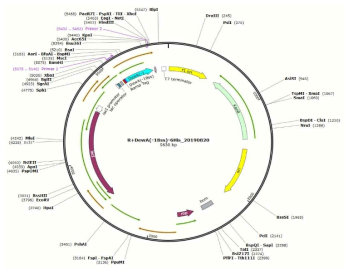 Ramp­DewA(-18SS) 재조합 발현 벡터. PCR을 위해 하기 프라이머를 사용함
