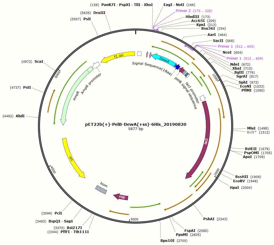 PelB­­DewA(+SS) 재조합 발현 벡터. PCR을 위해 하기 프라이머를 사용함