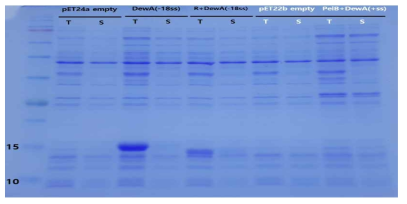 DewA(-18SS), Ramp­DewA(-18SS) 및 PelB­DewA(+SS)의 발현 양상