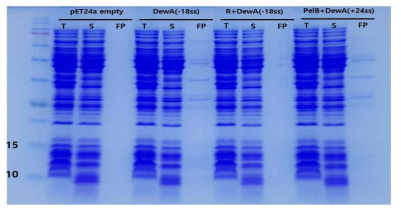 IPA를 이용하는 ATPS 정제 방법에 의한 정제 결과 2. T는 total fraction, S는 soluble fraction, FP는 최종적으로 수득한 침전 샘플임. PelBDewA(+ SS)도 PelB 리더 서열은 절단된 것으로 예상하여 함께 정제 여부를 검토함