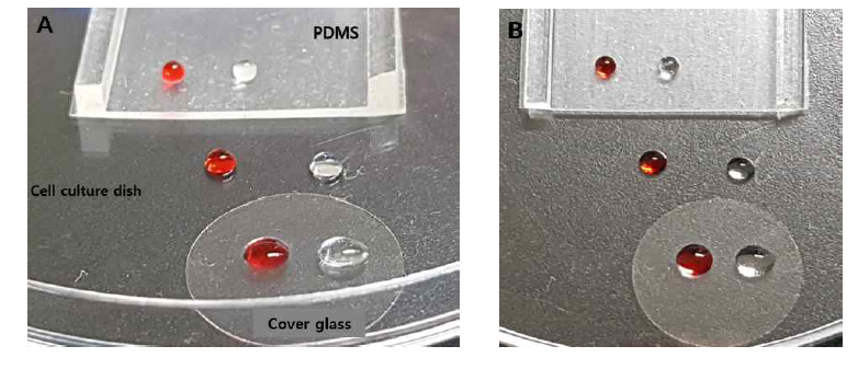 단백질 용액 코팅 전 코팅 기재에 적하된 DDW 및 폰슈 용액 방울의 거동 관찰. A. Side view. 친수성 코팅 기재(cover glass), 소수성 코팅 기재(cell culture dish) 및 극소수성 코팅 기재(PDMS) 상에 폰슈 용액(좌측의 적색 액체 방울) 및 DDW(우측의 투명한 액체 방울) 방울을 적하한 직후의 액체 방울의 거동. B. Top view. 동일한 상황을 평면에서 촬영한 사진