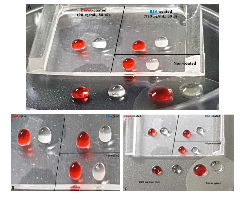 단백질 용액 코팅 후 코팅 기재에 적하된 DDW 및 폰슈 용액 방울의 거동 관찰. A. Side view. 극소수성 코팅 기재(PDMS) 상의 3분할 영역(하이드로포빈 DewA 코팅된 영역(좌측); BSA 코팅된 영역(우측 상단); 및 미처리 영역(우측 하단)에 폰슈 용액(좌측의 적색 액체 방울) 및 DDW(우측의 투명한 액체 방울) 방울을 적하한 직후의 액체 방울의 거동. B. Enlarged view. 동일한 상황을 확대 촬영한 사진. C. Top view. 동일한 상황을 평면에서 촬영한 사진