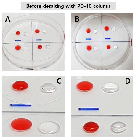 PD-10 컬럼을 이용한 탈염을 수행하지 않은 코팅 용액을 이용하는, 친수성 코팅 기재와 소수성 코팅 기재 표면에서의 액체 방울 거동 관찰 결과. A. Side view. 상단 영역은 RampDewA(- SS)를 코팅한 영역이고, 하단 영역은 미코팅 영역으로서, 상·하단 영역 둘 다에서 좌측은 친수성 코팅 기재(cover glass)이고, 우측은 소수성 코팅 기재(cell culture dish)임. B. Top view. 동일한 상황을 평면에서 촬영한 사진임. C. Enlarged view. 상·하단 영역 둘 다의 좌측 부분(cover glass)을 확대하여 촬영한 사진임. D. 상·하단 영역 둘 다의 우측 부분(cell culture dish)을 확대하여 촬영한 사진임. 적색 용액은 폰슈 용액이고, 투명한 용액은 DDW이며, 적하 용액 부피는 10 ㎕이며, Scale bar는 5 mm임