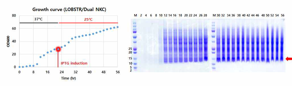LOBSTR 균주를 이용한 발효 실험 결과