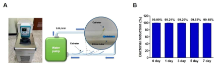 혈류모방모델 모식도(A) 및 혈류모방모델을 이용한 접착성 항균펩타이드 코팅 중심정맥카테터의 항균지속력 확인(B)