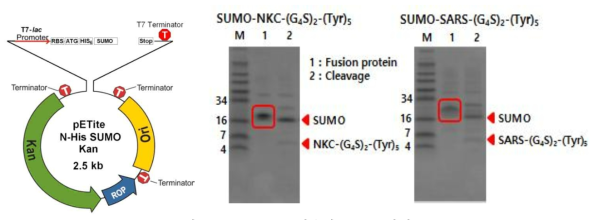 SUMO를 이용한　NKC 발현