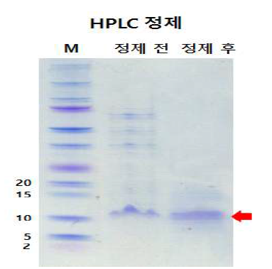 Dual NKC의 HPLC 정제