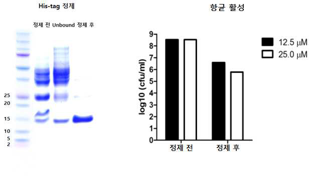 dual 항균펩타이드 정제 및 활성 분석