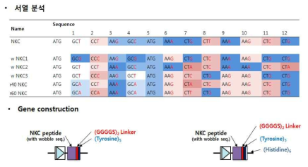 NKC 발현율 증진 후보군의 서열분석 결과 및 단독 발현 평가를 위한 유전자 클로닝