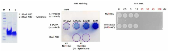 tyrosinase에 의한 tyrosine의 DOPA 전환 확인
