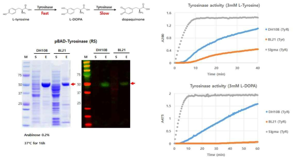 대장균 생산 tyrosinase의 활성 비교
