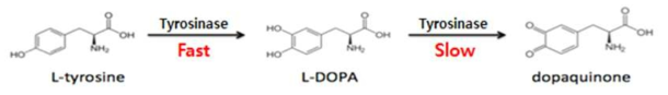 tyrosinase에 의한 tyrosinase 전환 작용