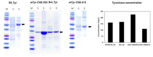 대장균에서 다양한 tyrosinase의 발현, 정제, 활성비교