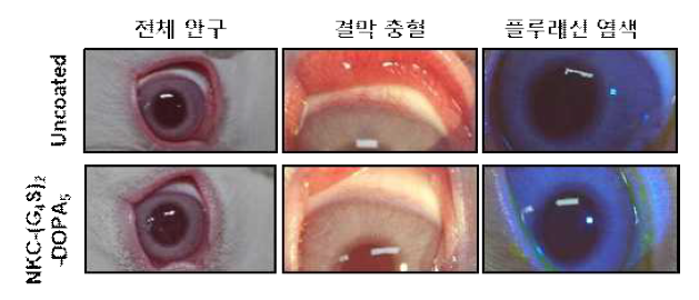 접착성 항균펩타이드 코팅 콘택트렌즈의 in vivo 안전성 검증