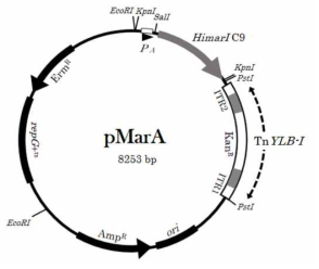 트랜스포존 TnYLB-1 포함 벡터 pMarA