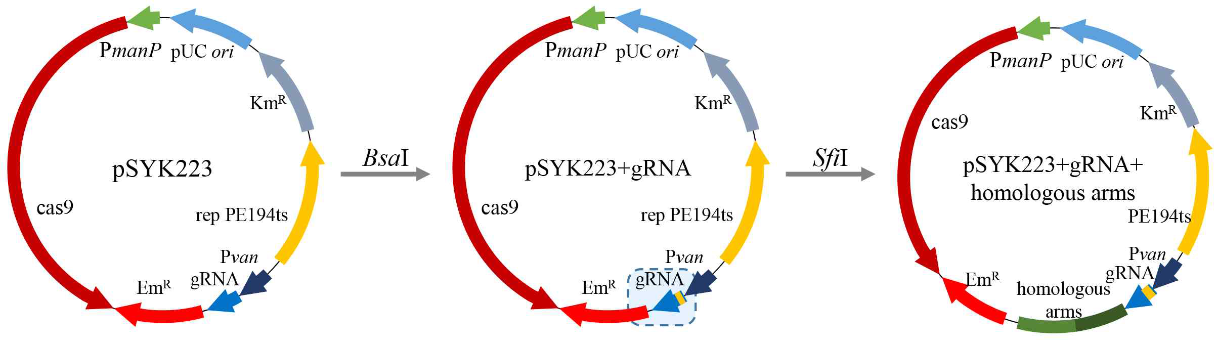 CRISPR-CAS9 용 벡터 구축 모식도