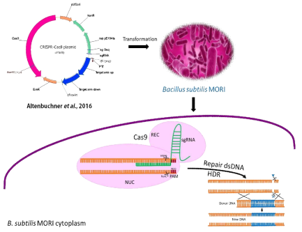 CRISPR-CAS9 기반 유전체 편집 기술