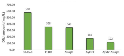 Phosphatase 유전자 변이주들의 DNJ 생산량 비교