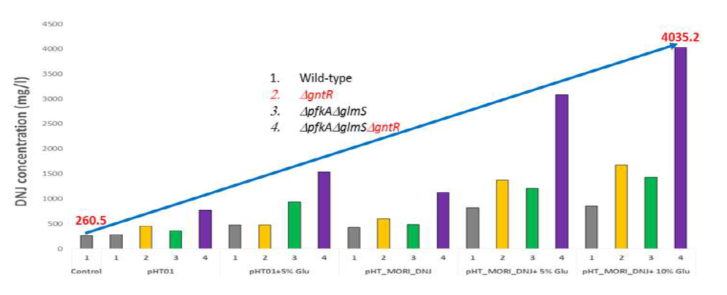 유전체 편집 ΔpfkAΔglmSΔgntR 균주의 DNJ 생산