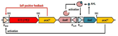복합 능동발현 시스템(QA) 모식도