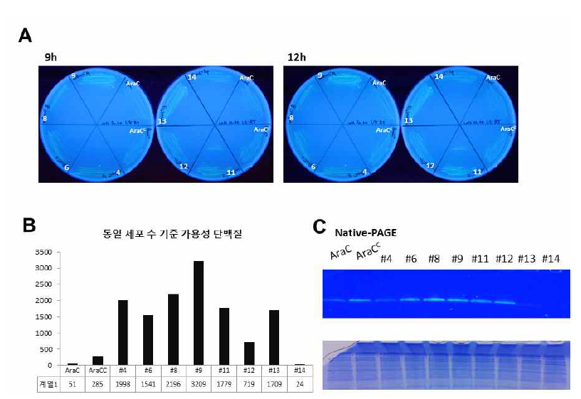 방향적 인공진화를 통한 자가 유지/지속 발현 모듈(AraCC)의 가용성 증진 연구. Random point mutation을 유도하여 AraCC 의 가용성 향상을 도모함. (A) 배양 시간별 형광 세기, (B) 동일 세포 수 기준 가용성 단백질 비율, (C) Native-PAGE analysis