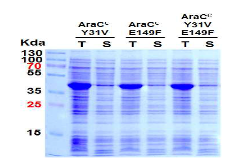 자가 유지/지속 발현 모듈(AraCC)의 아미노산 서열 치환에 대한 가용성 증진 연구