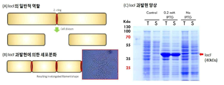 locF의 기능적 특징과 발현 양상. locF를 비특이적으로 과발현 유도할 경우 세포 분화에 영향을 미쳐 세포가 길어지는 형상이 관찰되지만 가용성 발현이 유지됨. (A) 세포 분화 과정에서 locF의 역할, (B) locF 과발현에 의하여 비특이적으로 세포가 길어짐, (C) locF 과발현 세포의 SDS-PAGE 결과