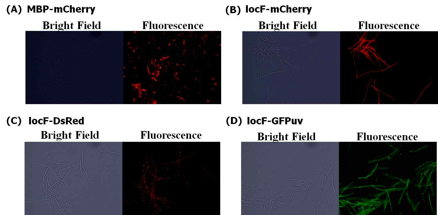 형광 리포터 단백질과 locF의 융합 발현 관찰. locF와 mCherry, GFPuv, 그리고 DsRed를 각각 융합 발현하여 형광 현미경 관찰을 통해 표현형질의 변화를 확인함