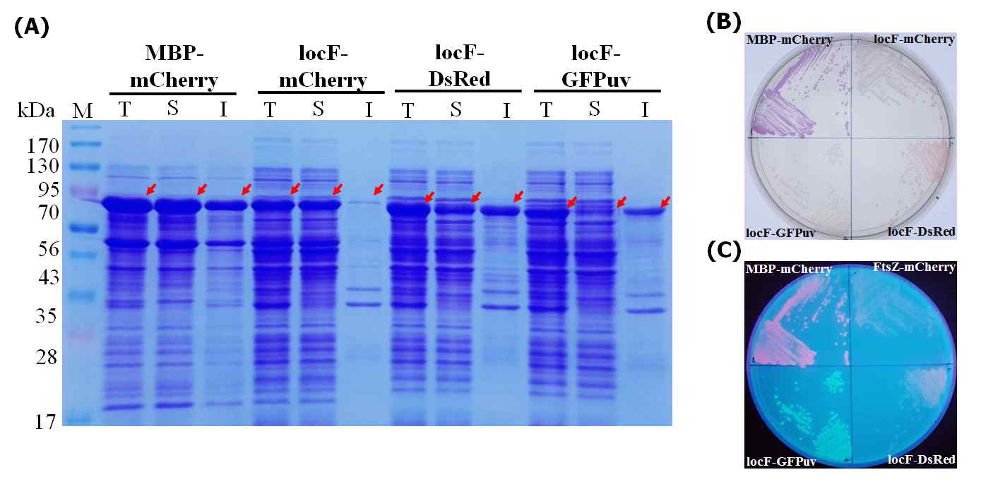 다양한 형광 리포터 단백질과 locF의 융합 발현 양상 비교. LocF와 mCherry, GFPuv, 그리고 DsRed를 각각 융합 발현하여 기능적 발현 양상을 검증함. (A) SDS-PAGE 분석, (B,C) 콜로니 형태에서 기능적 발현 비교
