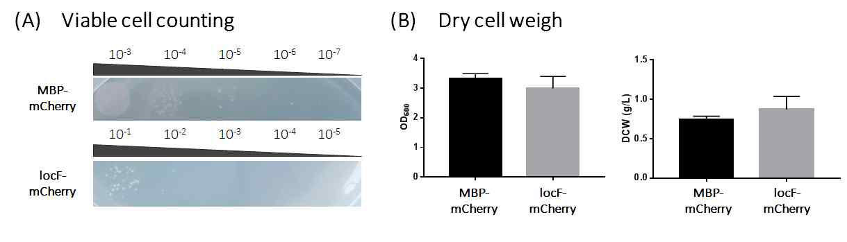 구획화 요소 locF 과발현에 의한 대장균 세포 총중량 변화 비교 (A) Viable cell counting, (B) Dry cell weigh 값의 비교결과