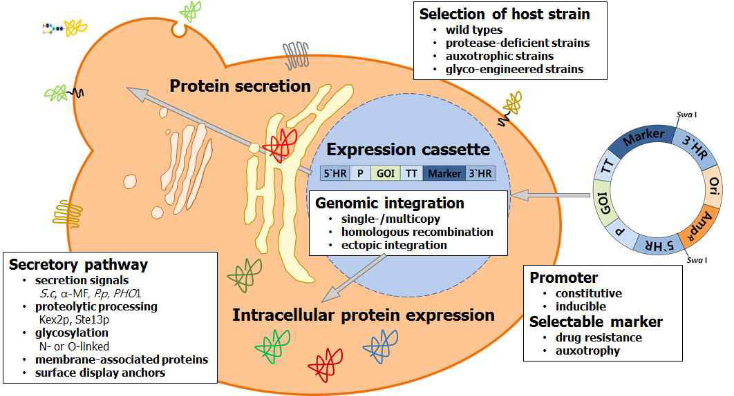 효모 숙주에서 목적 단백질 생산 최적화를 위한 일반적 접근
