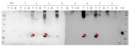 다양한 외분비 신호서열 적용에 따른 cytokine 발현 분석