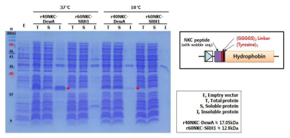 하이드로포빈과 NKC 융합단백질 발현평가