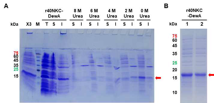 양기능성 단백질 r40NKC-DewA re-folding 연구. 비가용성으로 과발현이 유도된 r40NKC-DewA의 특성 분석을 위해 refolding을 수행함. (A) re-folding 과정, (B) re-folding 결과물, 2는 최종 산물인 1을 원심분리하여 획득된 가용성 단백질의 비율임