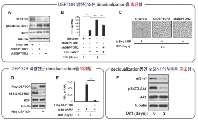 DEPTOR와 mSIN1의 decidulaization의 새로운 역할 규명