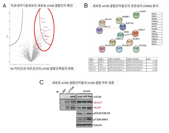 MS 분석 결과의 새로운 mTOR 결합인자들(A), 결합여부 분석결과 (string 분석결과, B), mTOR와의 결합의 검증 (C)