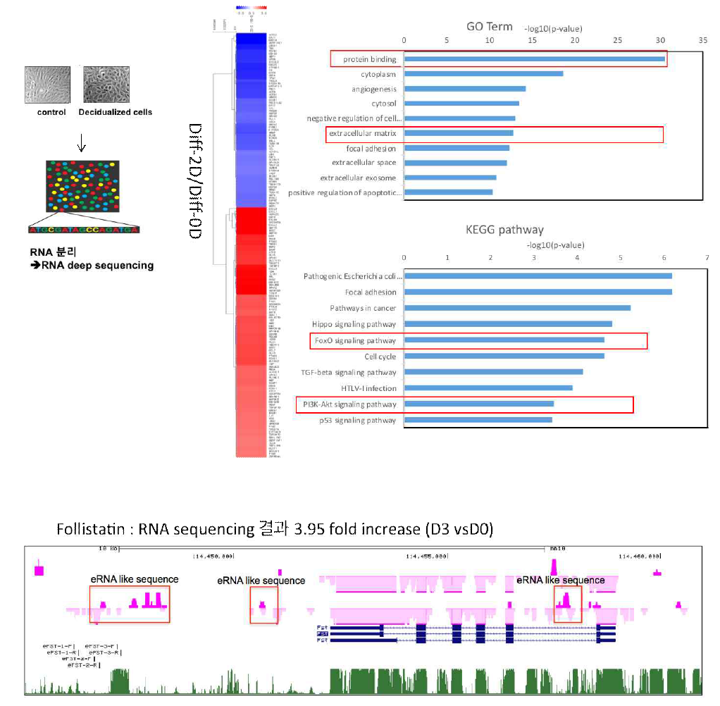 decidualization동안 mRNA 분석 결과; mRNA seq 결과 heatmap과 GOㆍKEGG pathway분석결과와 Follistatin eRNA like 구조