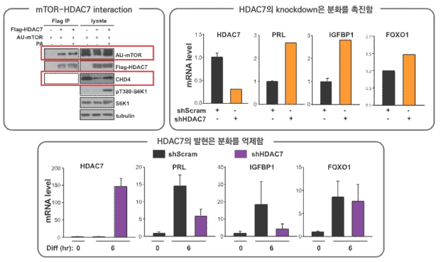 HDAC7에 의한 decidualization 조절 기작 규명; mTOR-HDAC7 결합확인, HDAC7의 분화 조절 기작 (과발현, knockdown 효과)